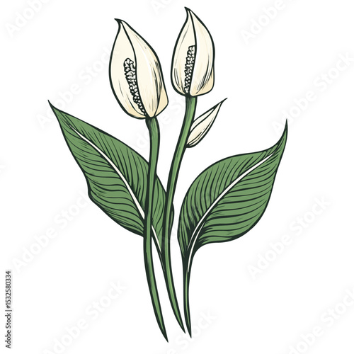 2D flat Peace Lily Doodle vector illustration, isolated on a white background.