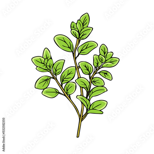 Marjoram Doodle 2D flat vector illustration, isolated on a white background.
