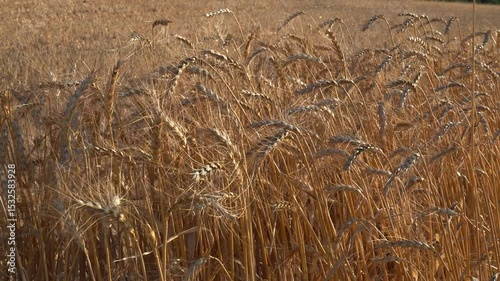A golden wheat field for flour, for human consumption