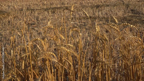 A golden wheat field for flour, for human consumption