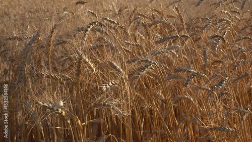 A golden wheat field for flour, for human consumption