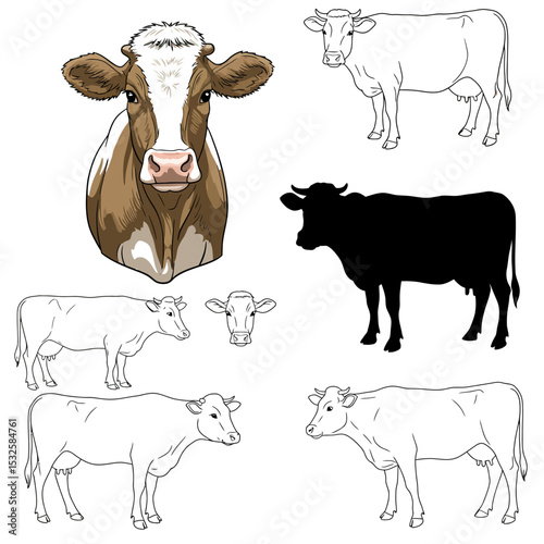 Set of cows of different breeds. Holstein Friesian, Limousin, Simmental, Brown Swiss dairy cattle. Farm animals. Vector Illustration isolated on a white background in a realistic style