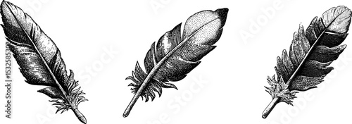 Vintage engraved illustration of feather for vector art design