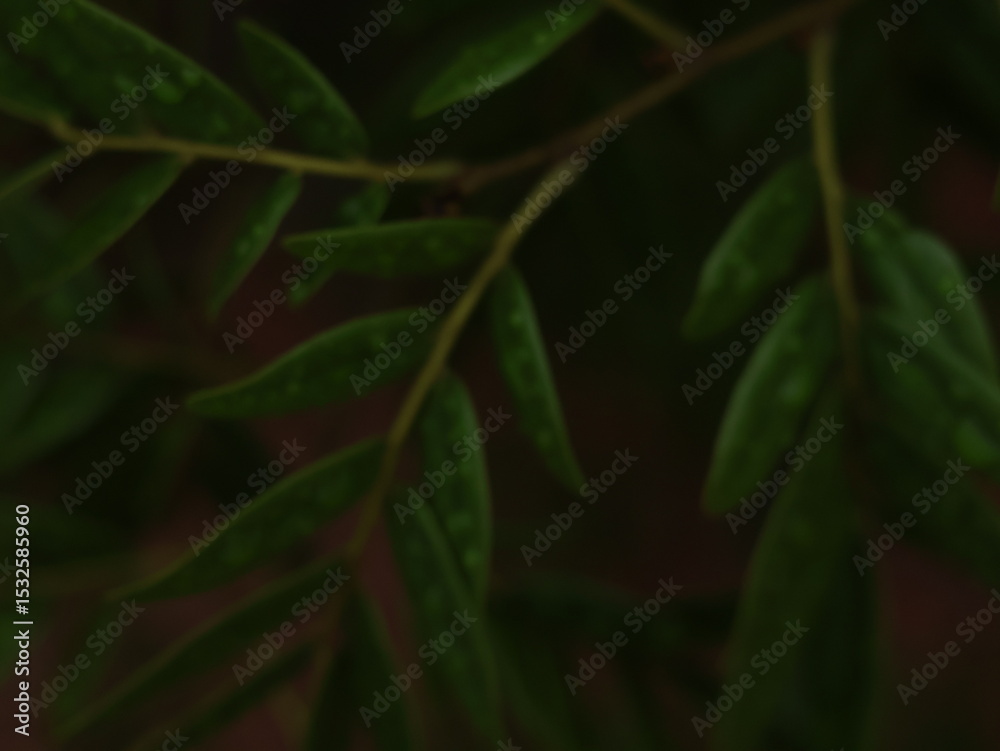 Fototapeta premium Dark Leafy Blur Background