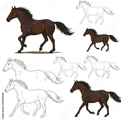 Horse run cycle. Walking trotting and galloping horse. Vector illustration isolated on a white background