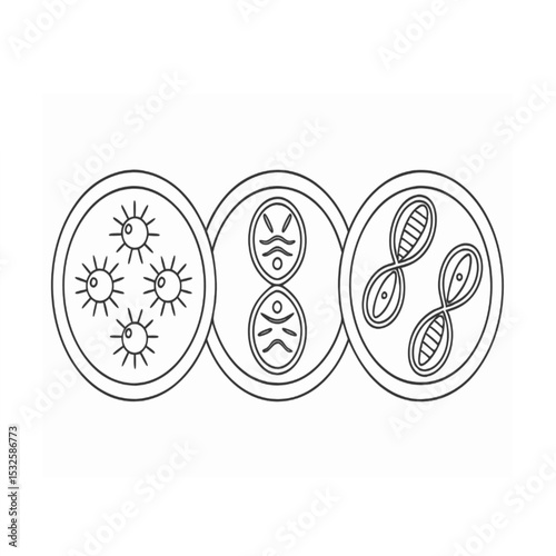 Stages of Cell Division or Microbial Activity Line Art Icons
