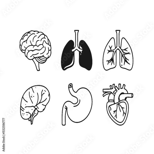 Human Internal Organs Line Art and Silhouette Icon Set