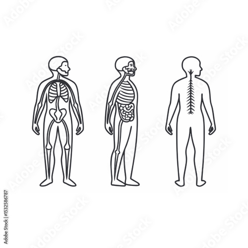 Human Skeletal and Internal Organ System Outlines
