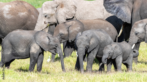 African elephant calves, loxodonta africana, protected by the older herd members. A family group in Amboseli National Park, Kenya.