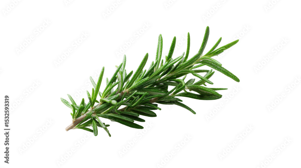 Fototapeta premium Fresh Rosemary Sprig Close Up on Transparent Background