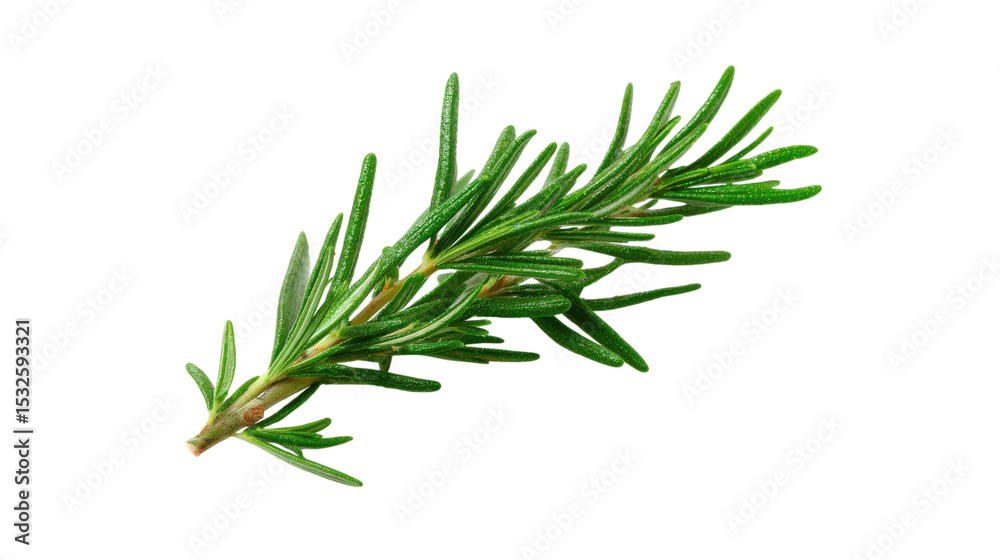 Fototapeta premium Fresh Rosemary Sprig Close Up on Transparent Background