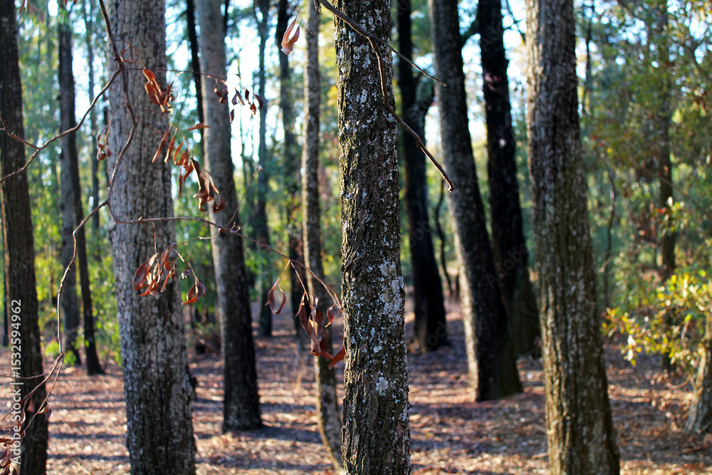 Fototapeta premium Sunlit forest path winds through tall trees with textured bark and autumn foliage, creating peaceful woodland atmosphere with natural lighting and depth