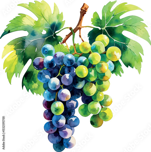 Green grapes watercolor vector. Fresh fruit cluster with handpainted texture and clean layout.
