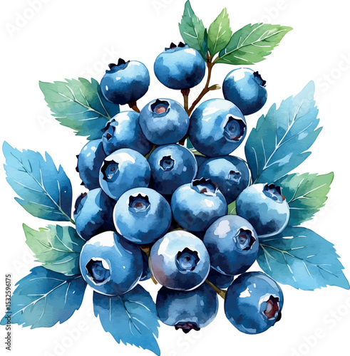 Blueberries watercolor illustration. Fresh fruit vector with leaves and cool tone texture.