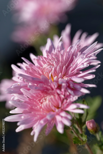 Close up of Chrysanthemum with morning dew	

