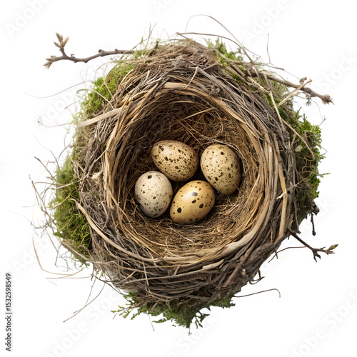 Wallpaper Mural A natural bird nest featuring four spotted eggs nestled in a bed of twigs and moss Torontodigital.ca
