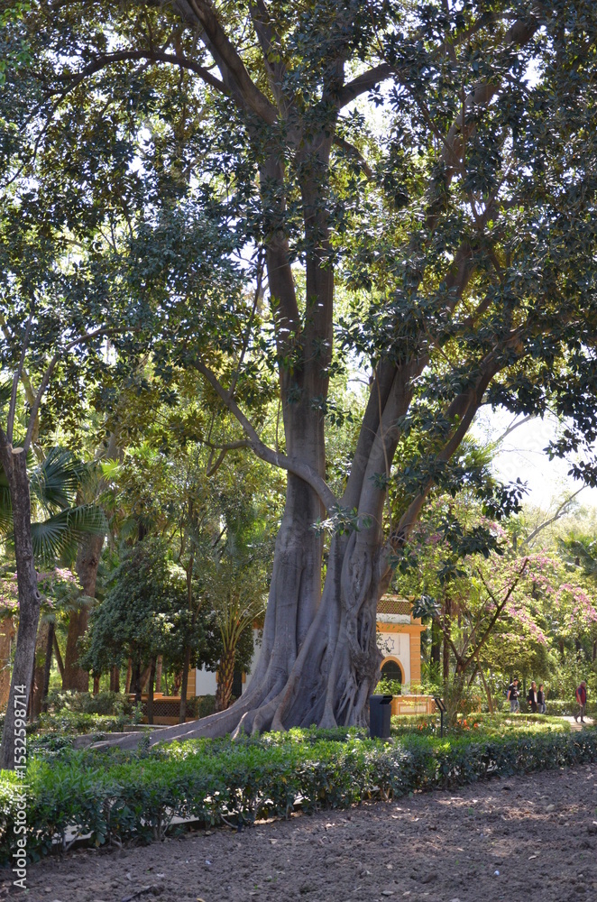 Fototapeta premium Maria Luisa Park, Seville, Spain