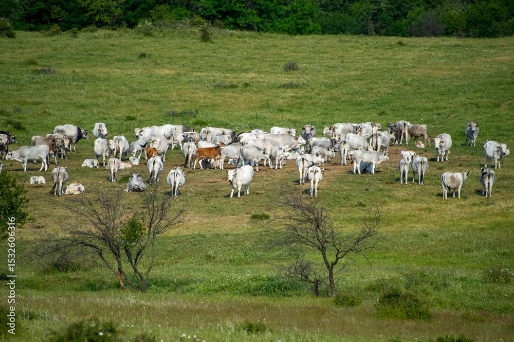 Obraz premium cows, cow, white cow, animal, flock, mountains, grathing, mountain, bulgaria, farm, meadow, pasture, sky, field, landscape, grass, nature, green, countryside, rural, agriculture, herd, grazing, countr