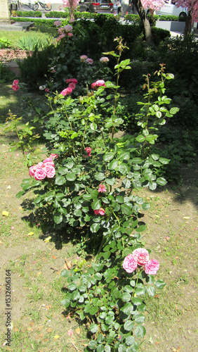 flower, garden, flowers, nature, plant, bloom, colorful, bush, beauty, leaf, blossom