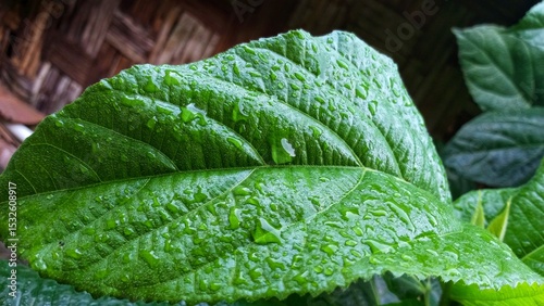 Quadro em tela Close-up of a vibrant green leaf covered in fresh water droplets, highlighting the leaf's texture and the refreshing beauty of nature after a rainfall
