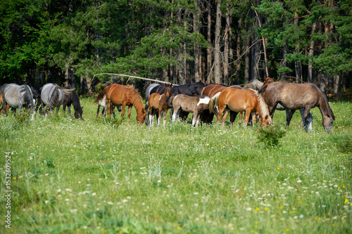 herd of horses grazing on the meadow  under the forest