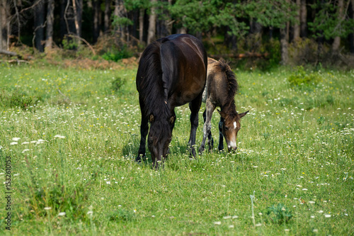 horse and foal grazing in a meadow in Bulgaria