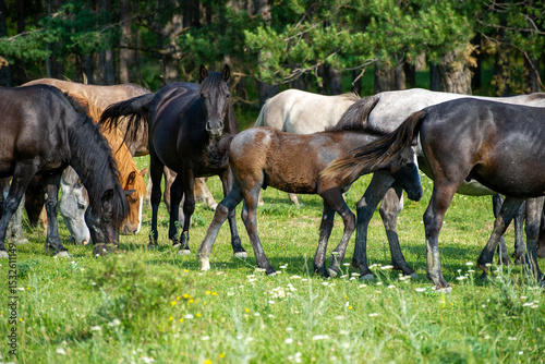  horses grazing in a meadow near forest in Bulgaria