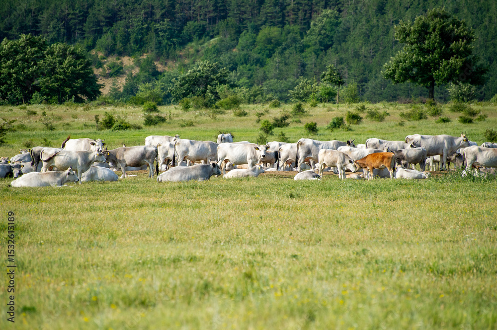 Obraz premium herd of cows in the meadow in the mountains in Bulgaria