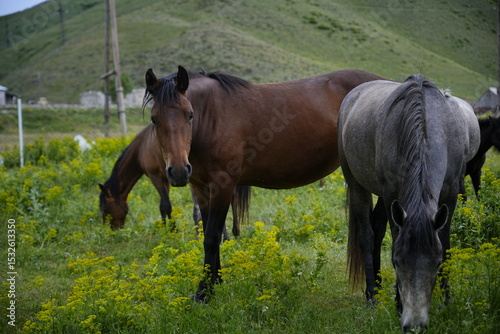 Beautiful Horses in Natural Landscape