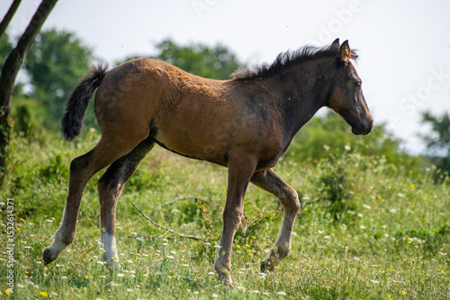a brown horse in the meadow