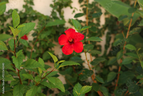 red hibiscus flower on a bush. High quality photo