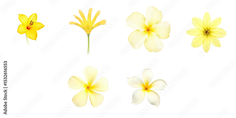 Obraz premium Assorted yellow flowers including trumpet flowers, plumeria and blooms arranged on a transparent background with transparent outlines for floral design purposes.