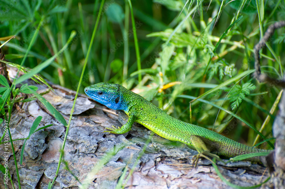 Naklejka premium european green lizard on a tree