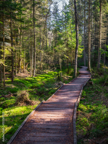 A path through the moor - Eine Weg durchs Moor
