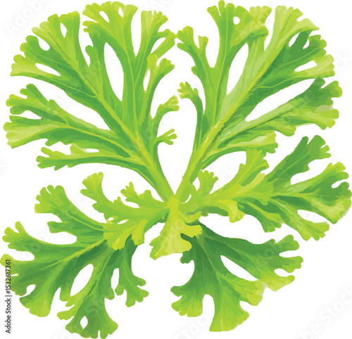 Parsley leaf