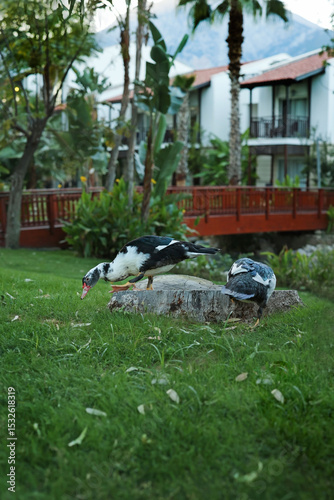 two ducks near the house on the grass. High quality photo