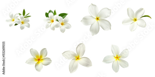 Collection of Indian Jasmine flowers displayed separately on a transparent background including various blossom orientations and arrangements with green leaves