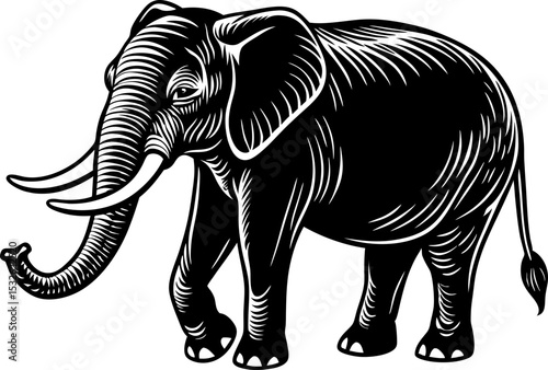 Elephant stands tall with its trunk raised is the air  vector. An elephant with its trunk raised, isolated on a white background 