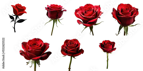 Fototapeta Naklejka Na Ścianę i Meble -  variety of red roses on transparent background in different angles and stages of blooming isolated on transparent background