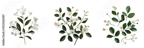 Transparent floral arrangement featuring small white flowers accompanied by green leaves, isolated on a dark background for versatile use in design contexts.
