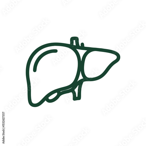 Line art illustration of a human liver in green outline  