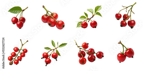 Various hawthorn berries with leaves arranged on a transparent background showcasing multiple clusters and single berries in different orientations.