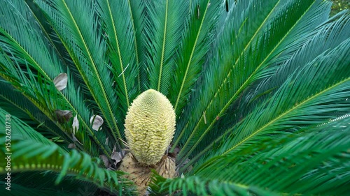 The ornamental green plant cycas in the courtyard