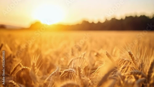 Golden wheat field at sunset, close-up on ripe ears of grain bathed in warm sunlight, idyllic rural scenery, nature beauty, harvest time