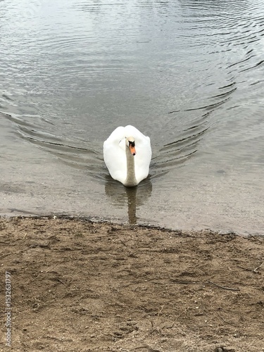 swan on the lake