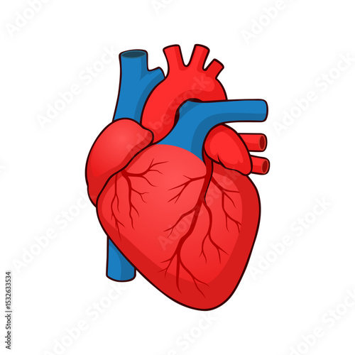 Human Heart Illustration – Educational Medical Diagram Vector Graphics