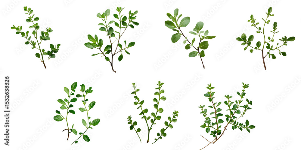 Collection of green purslane branches arranged on a transparent background showcasing various leaf shapes and sizes with high detail and clarity. Collection of green purslane branches arranged on a transparent background showcasing various leaf shapes and sizes with high detail and clarity.