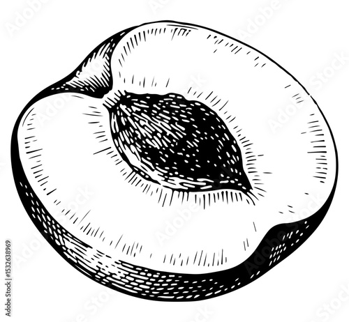 Apricot vector engraving style illustration
