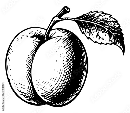 Apricot vector engraving style illustration
