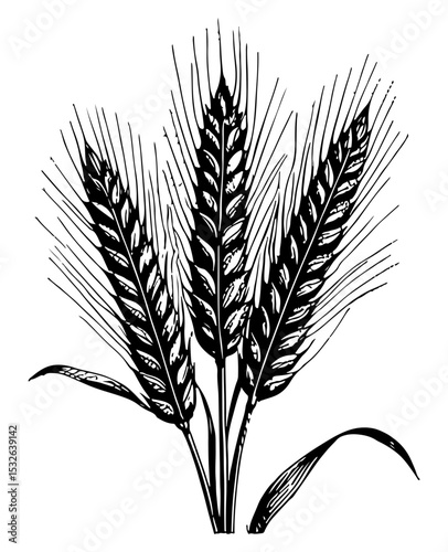 Barley vector engraving style illustration